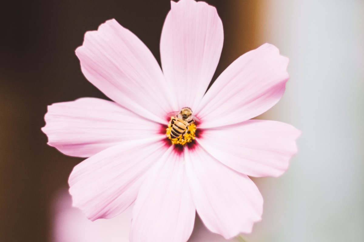 Bee Venom for Skin
