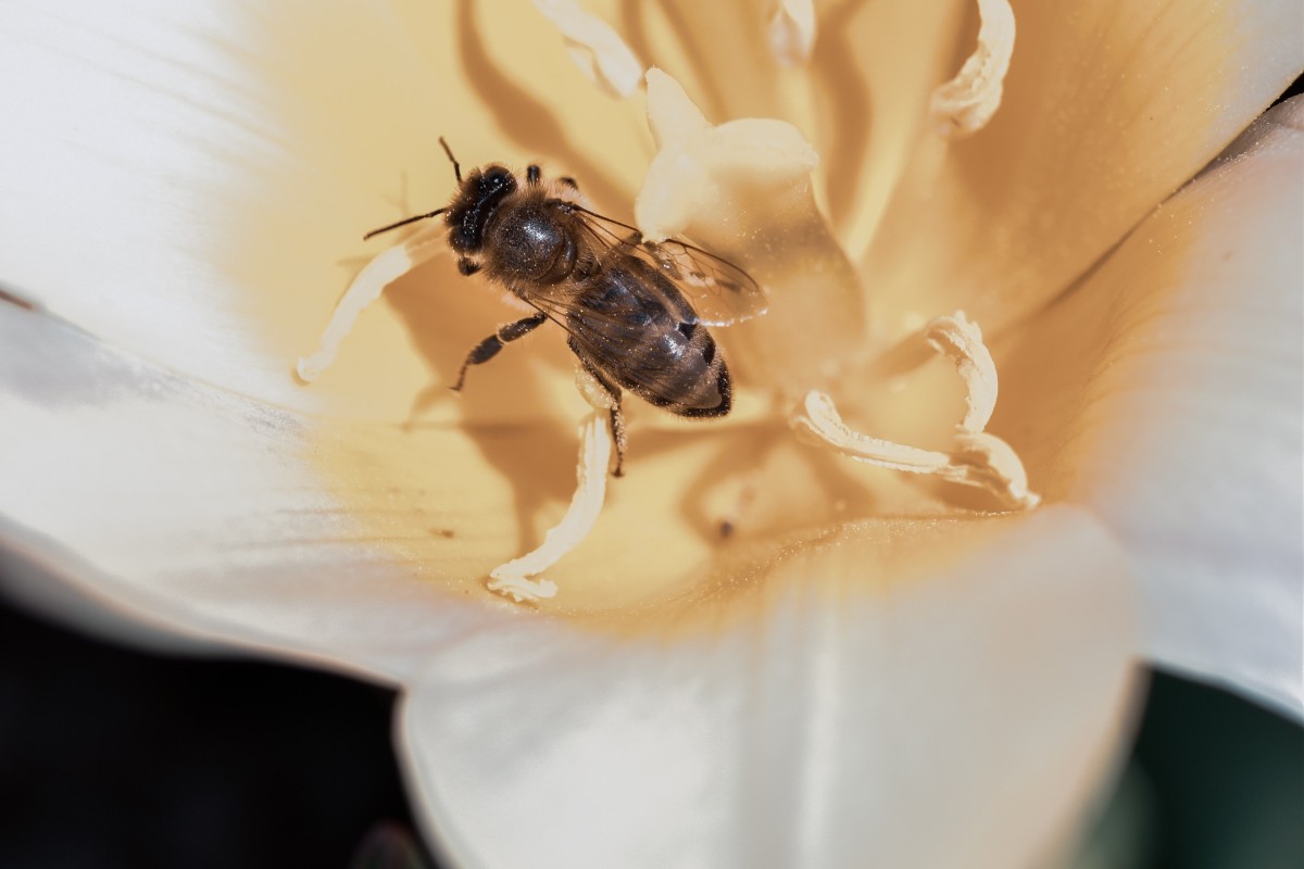 Beeswax In Skincare
