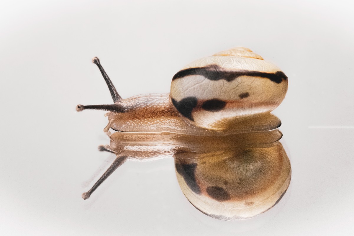 snail mucin and retinol
